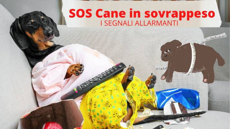 Come capire se il cane è in sovrappeso