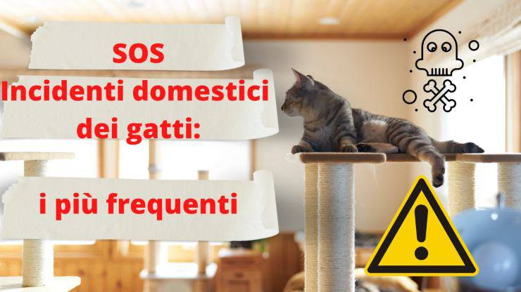Incidenti domestici più frequenti dei gatti