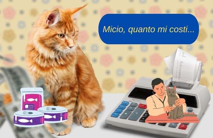 Spese per mantenere il felino