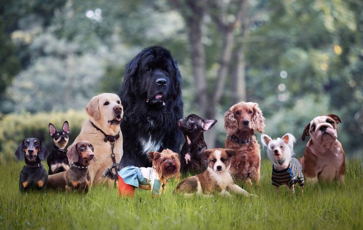 terranova e altri cani