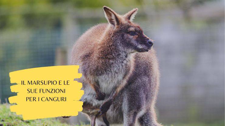 Perché i canguri hanno il marsupio