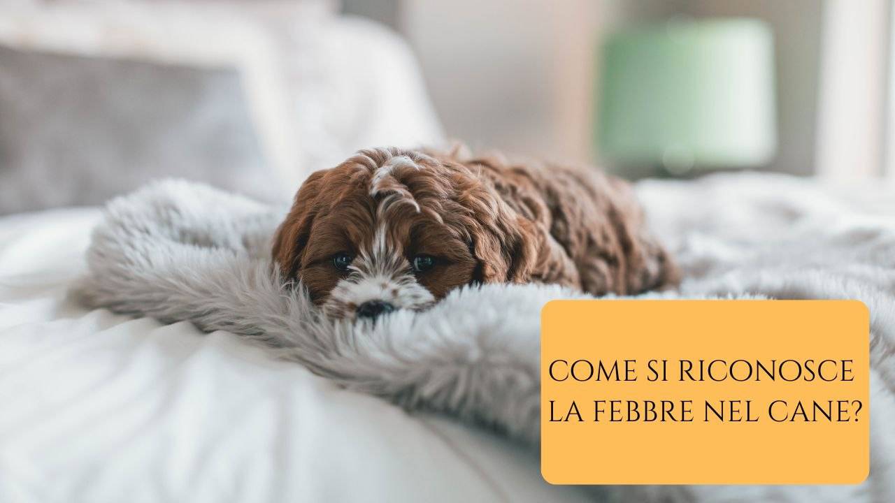 Febbre alta nel cane quali sono le cause, i sintomi, la diagnosi e la cura