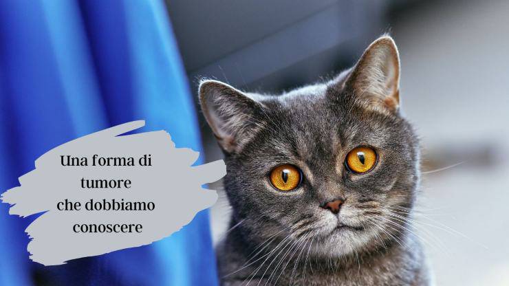 Mastocitoma cutaneo nel gatto