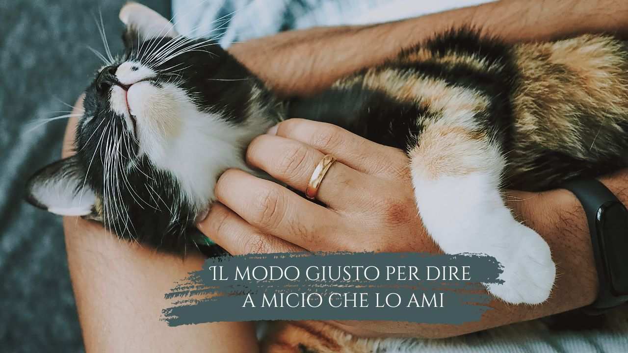 Il gatto sa che gli vuoi bene: qual è il modo per far capire a micio