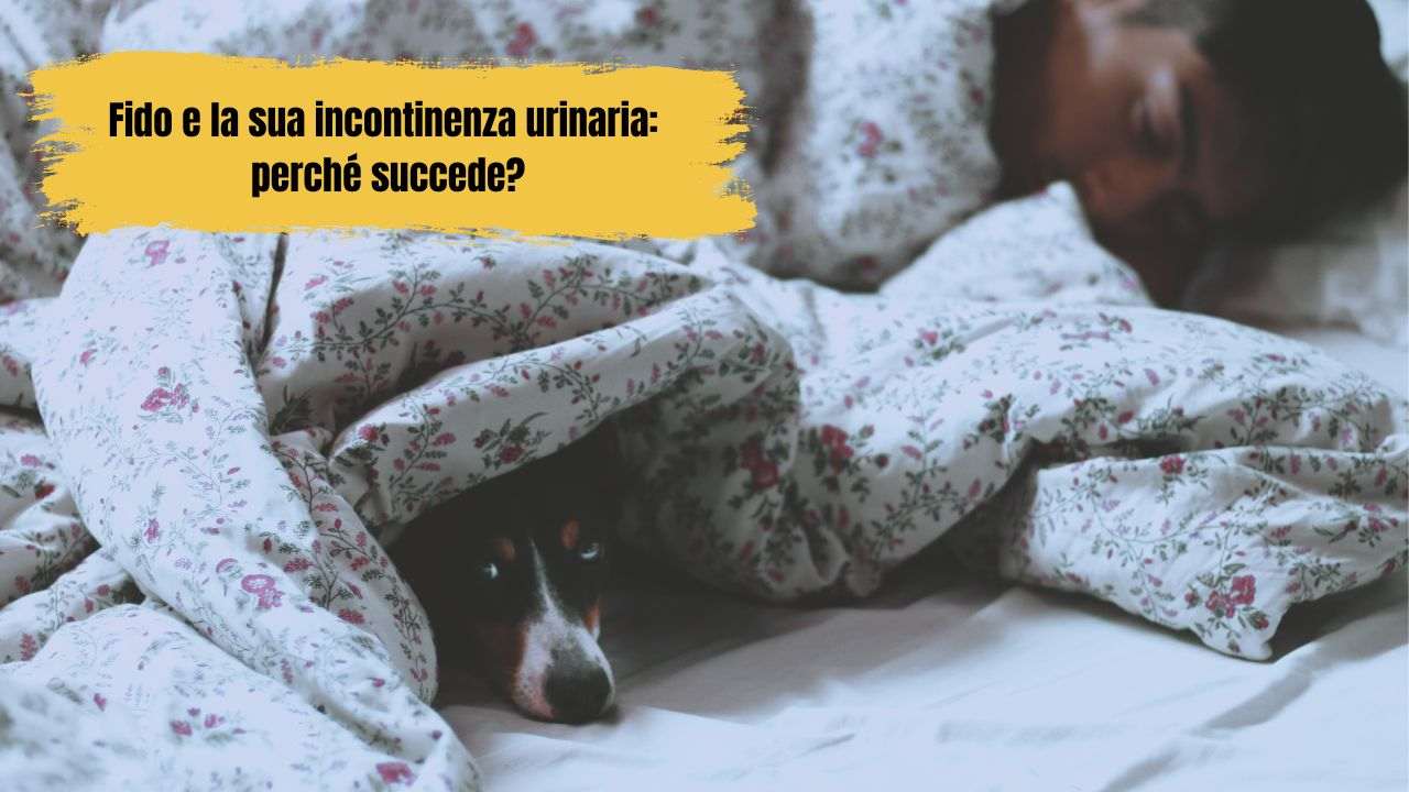 Il cane fa la pipì di notte tutto quello che dovresti sapere sul tuo