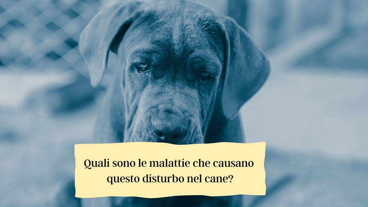 Diarrea con sangue nel cane quali sono le varie cause, i sintomi e i