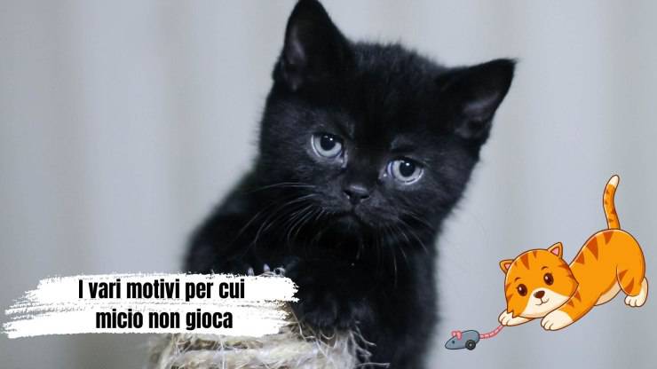 Perché il gatto non usa i suoi giocattoli