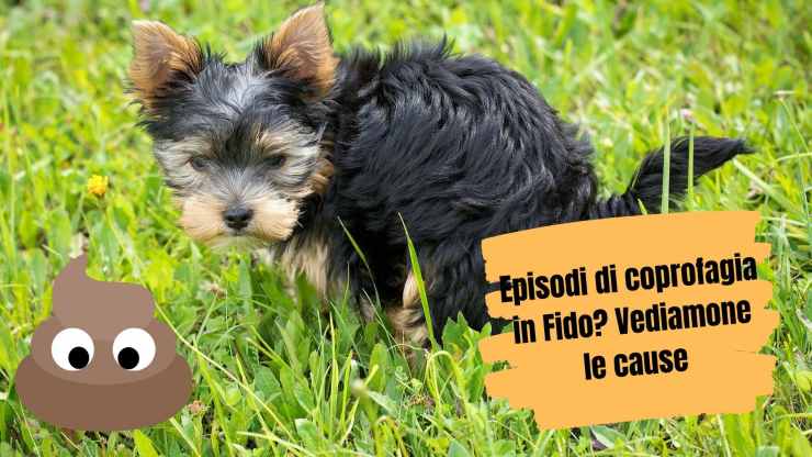 Perché ai cani piace la cacca