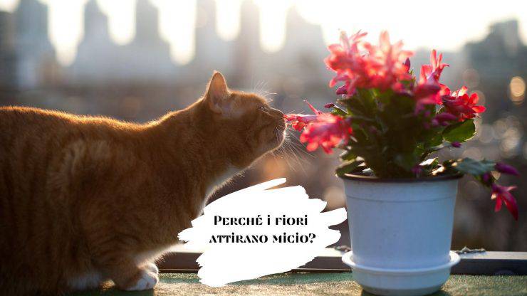 Perché il gatto gioca con i fiori