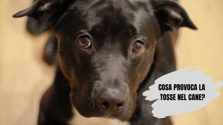 Cosa fare se il cane ha la tosse