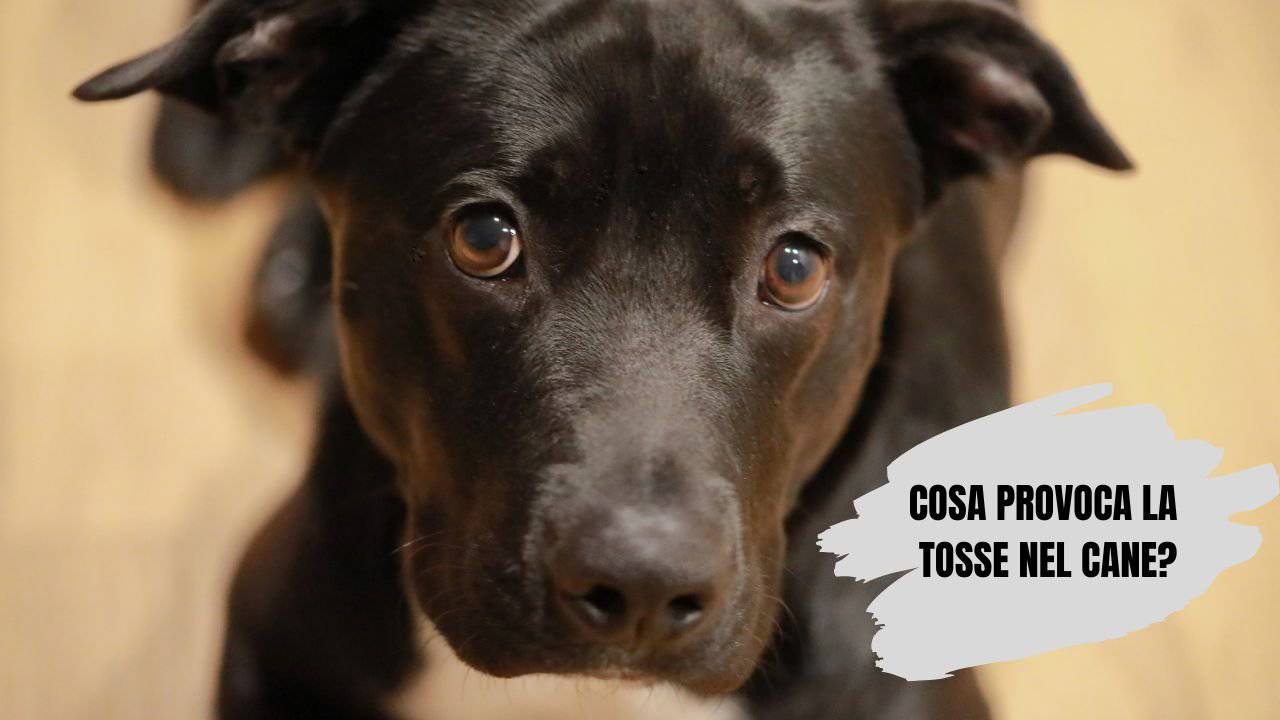 Cosa fare se il cane ha la tosse quali sono i rimedi utili per la