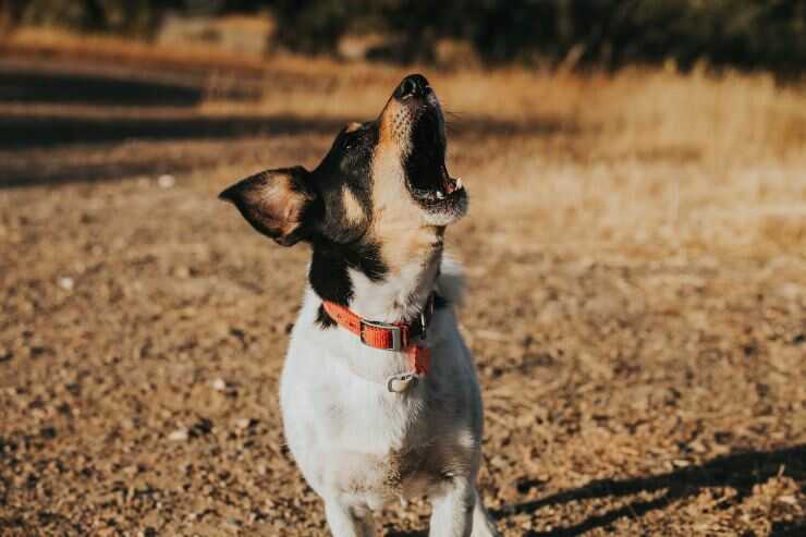 Quando il cane disturba la quiete pubblica?