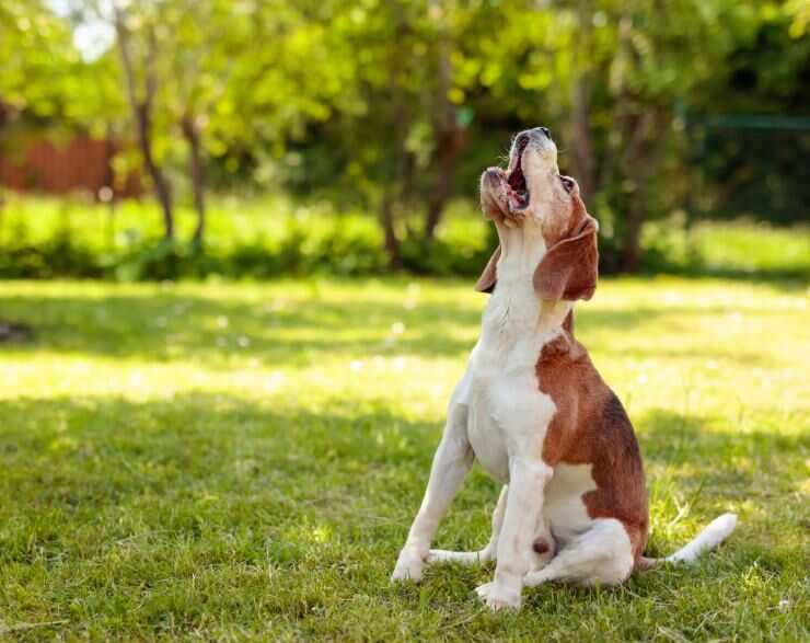 Quando il cane disturba la quiete pubblica?