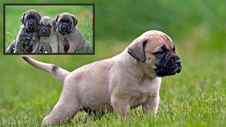 cuccioli di mastiff