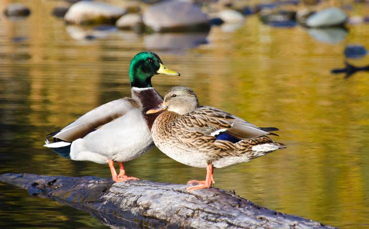 Anatre fuori dal fiume