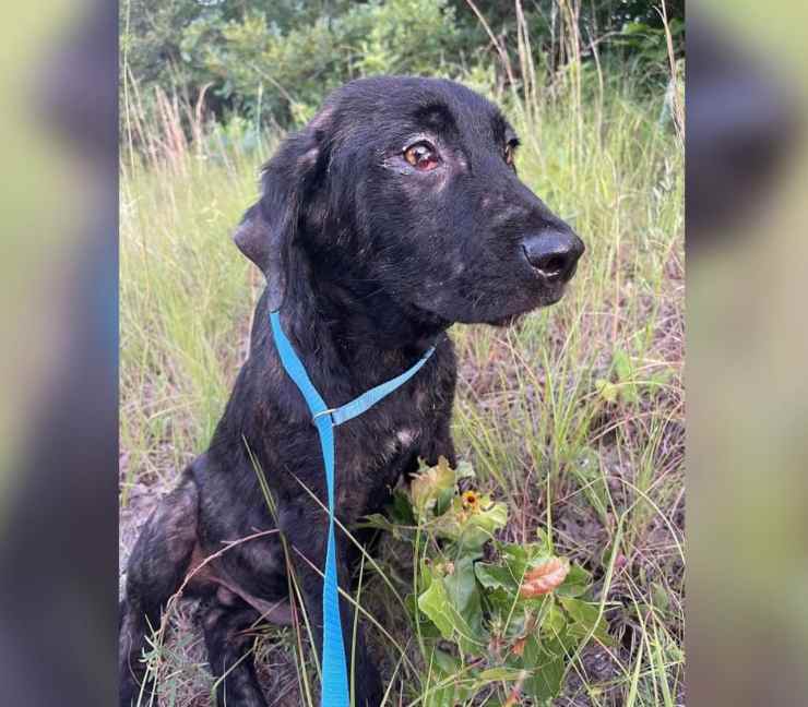 cagnolino aspetta ritorno famiglia