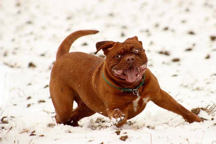Il cagnolino nella neve