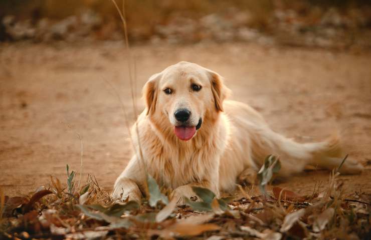 Cane sdraiato nel bosco