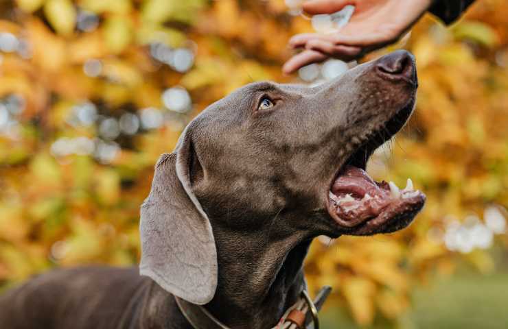 Cane aggressivo verso le persone