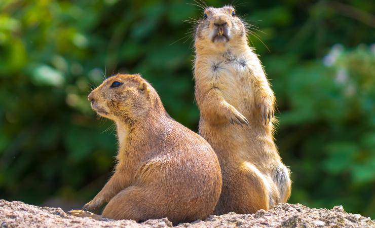 Cynomys ludovicianus