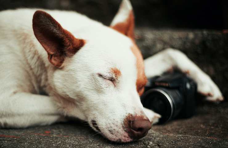 Cane dorme beato