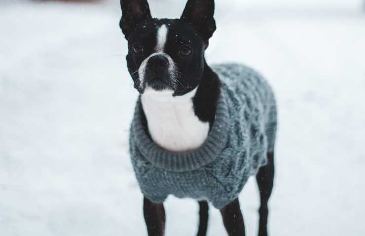 perro en la nieve