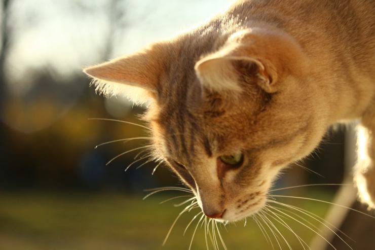 I pensieri del felino