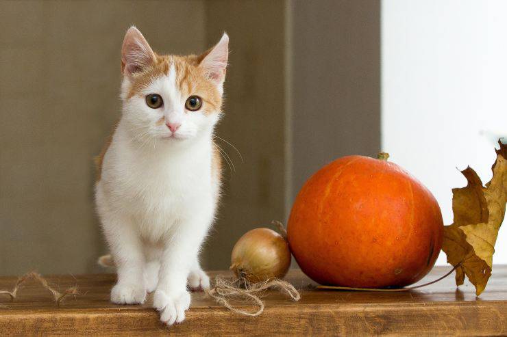 Il felino e i suoi benefici