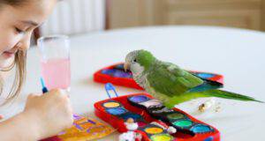 curiosità sui pappagalli