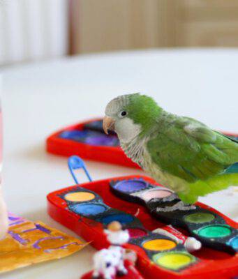 curiosità sui pappagalli
