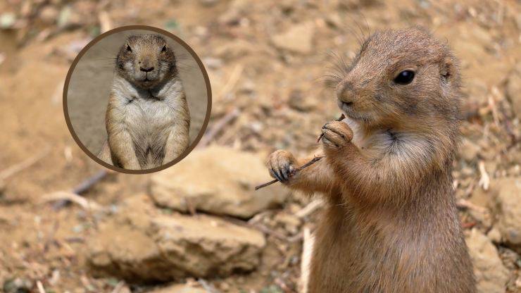 curiosità sul cane della prateria