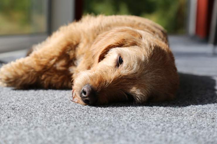 Cagnolino non sta bene