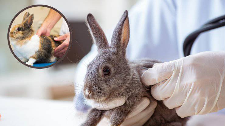 endoparassiti nel coniglio