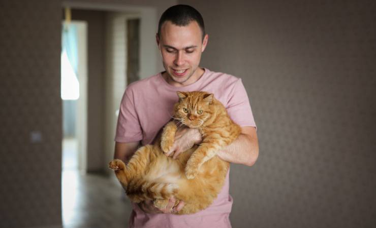 gatto ingrassato