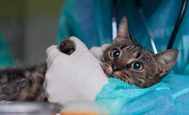 gatto tra le braccia del veterinario