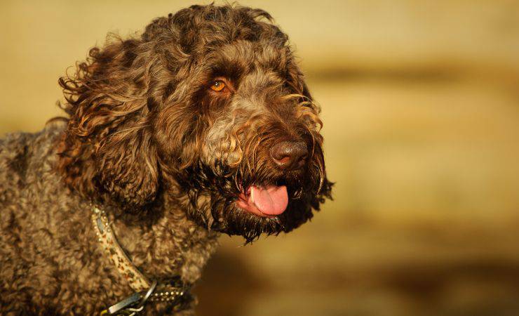 Goldendoodle