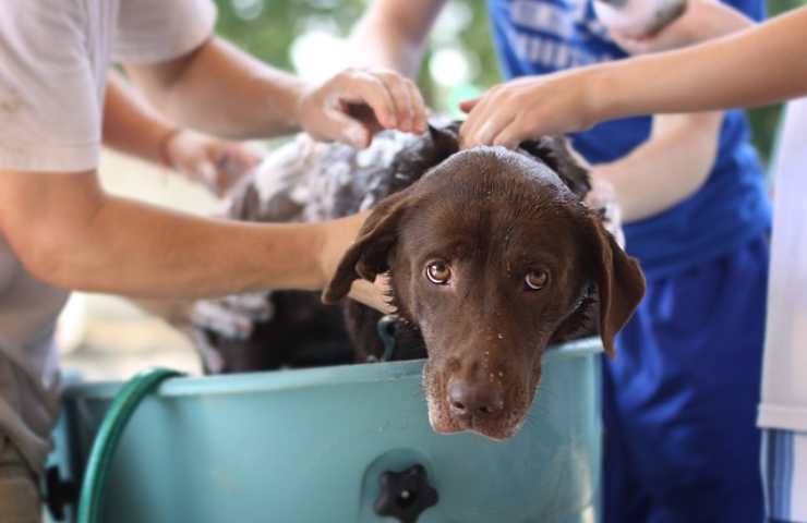 lavar al perro