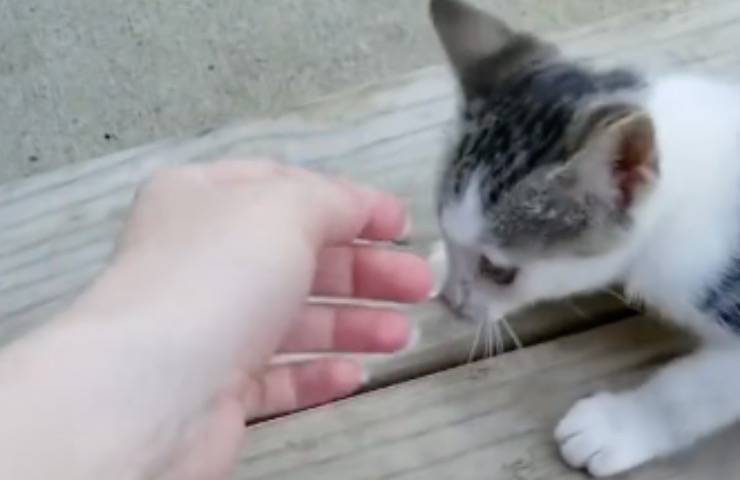 gattino Billy randagio cortile
