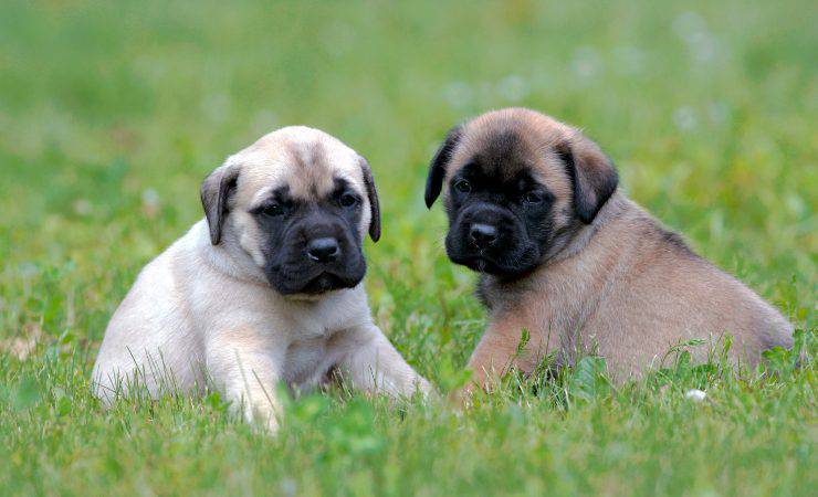 cuccioli di mastiff