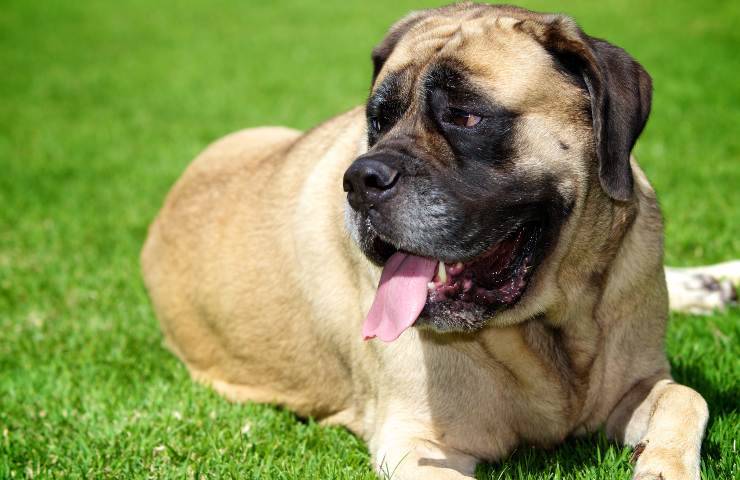 mastiff