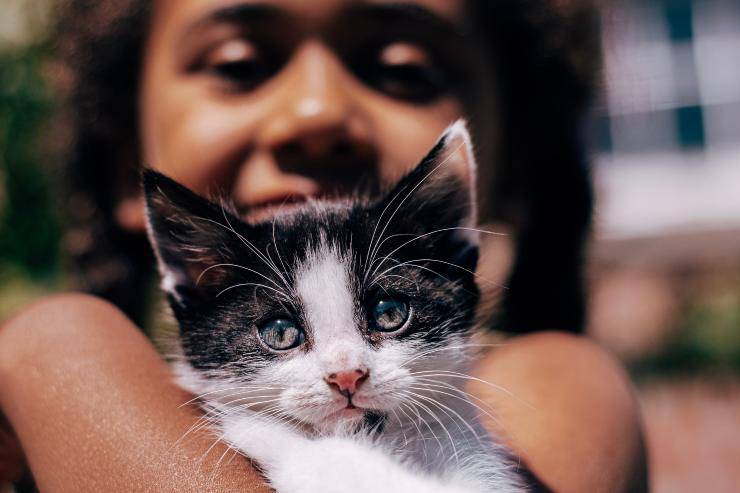 Gatti curiosi verso gli umani