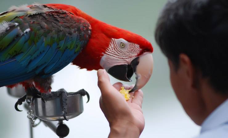 pappagallo che mangia
