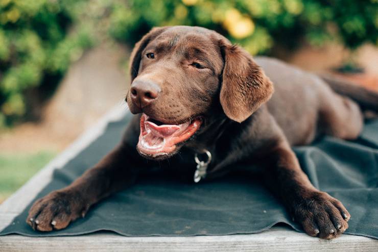 Il cane vuole un bacio