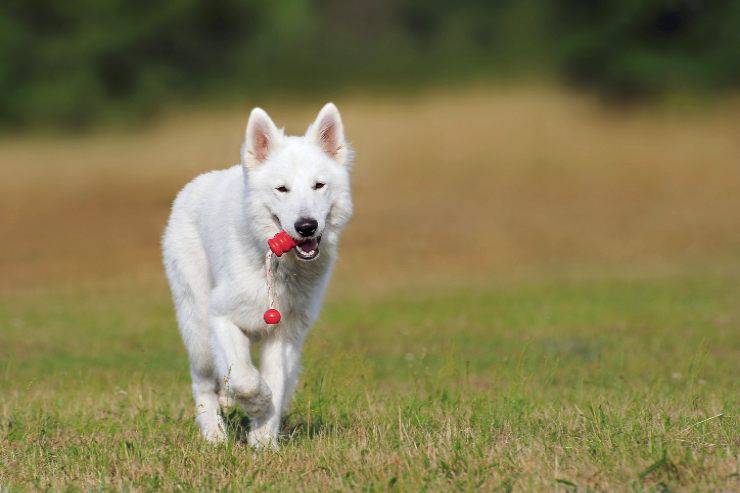 Il comportamento del cane