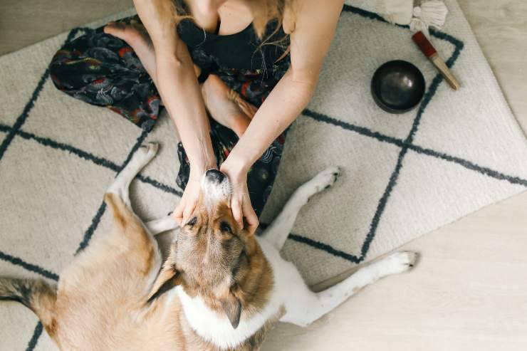 Il cane e gli effetti positivi