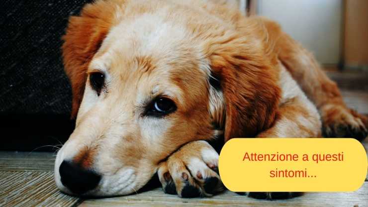 sintomi leishmaniosi nel cane