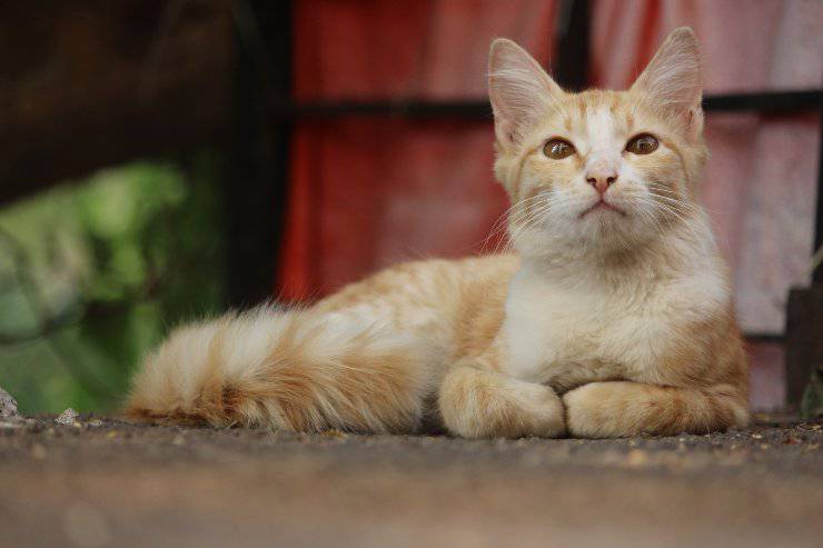 Felino si riposa fuori casa