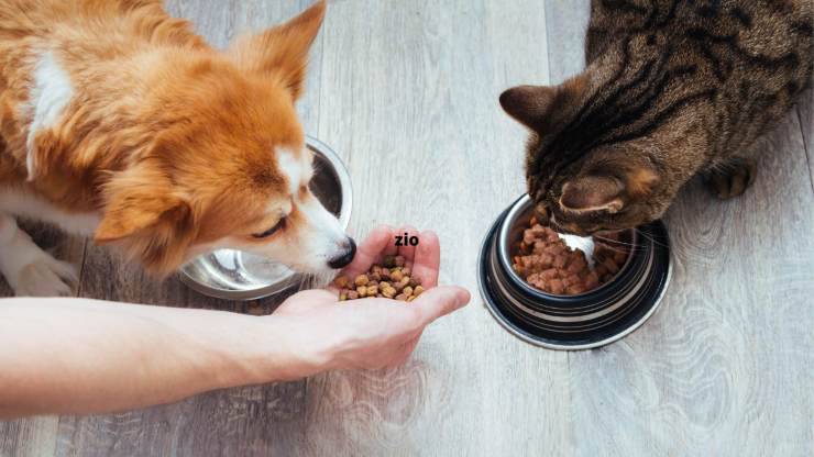 Spese per alimentazione di cane e gatto