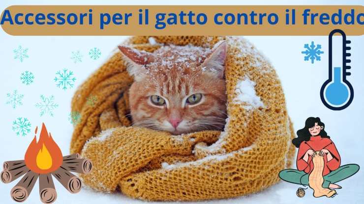 Gatto e freddo invernale