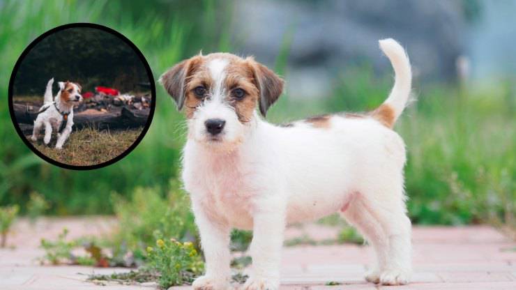 Parson Russell Terrier